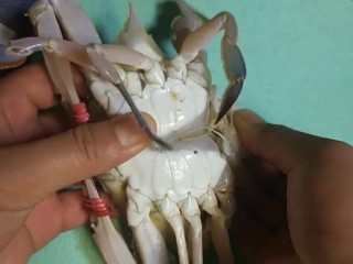 2、早餐海蟹海鲜粥,清洗干净去掉屁股