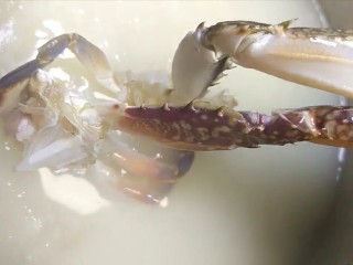 8、早餐海蟹海鲜粥,下入海蟹再熬十分钟