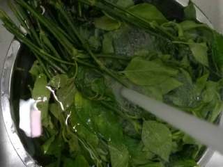 8、五彩饭,继续洗净下一紫蓝草