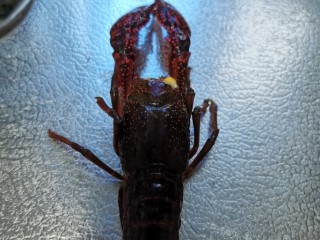 1、至尊豪华龙虾虾皇面,处理龙虾：准备一斤小龙虾去头留黄