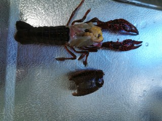 2、至尊豪华龙虾虾皇面,揭开他的头盖骨