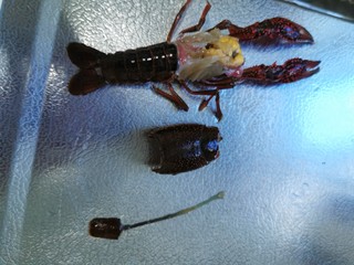 3、至尊豪华龙虾虾皇面,扯出虾线