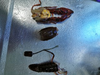 4、至尊豪华龙虾虾皇面,揪出虾尾