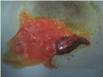 8、小朋友也爱吃的肉丸子 一招让肉丸更软糯嫩滑——【茄汁肉丸】,炒锅加热,倒入食用油烧至五成热,放入番茄沙司和甜辣酱翻炒均匀。