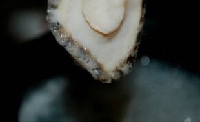 3、鲍鱼粥,大米洗净放进砂锅，加水大火煮开，下姜丝，鲍鱼，香菇