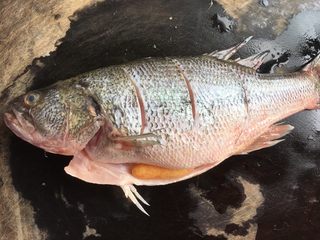 2、清蒸鲈鱼,划几刀