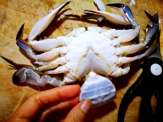 5、家庭简易版螃蟹海鲜粥,先把肚皮上的三角剪下来。