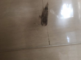 12、干贝海鲜粥,把虾头连同虾线一起取下。(拔虾头的时候,轻轻拉出虾线)