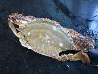 2、坤博砂锅海鲜粥,螃蟹一只，用这种海螃蟹适合熬粥