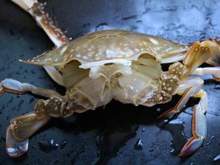 3、坤博砂锅海鲜粥,从背部打开壳。