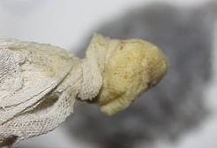 2、小米虾滑粥,将生姜2片切成末用纱布挤出姜汁到虾泥中；