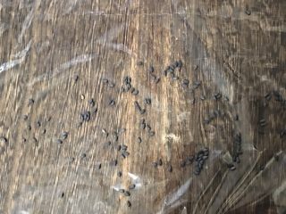 7、超豪华饭团,撒上少许黑芝麻