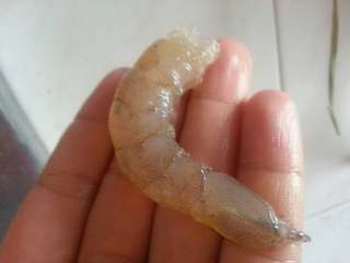 3、玉米虾仁小米粥,将新鲜虾去头去壳去虾线放在碟备用