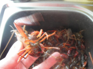 2、湖南麻辣小龙虾,先把小龙虾尾翅中间一片拉出抽出虾肠