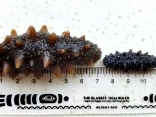 4、泡发海参,泡发的小海参会比之前体积至少大一倍，海参喜欢冷的环境，冰箱冷藏的同时每次换水我会放冰块在容器中。