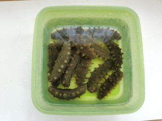 6、小米海参粥,将煮好的海参泡入凉纯净水中，放入冰箱冷藏室，每天换水一次，浸泡两天就发好了。这是泡了一晚上的海参，个头还没发大，先用它来煮个粥。