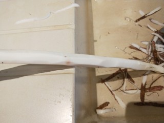 10、山药枸杞粥,去皮洗干净。