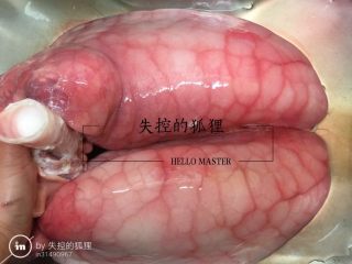 4、猪肺的处理方法,看猪肺管子里面的水，是血水混合泡沫。一定要清理干净，不要怕麻烦。