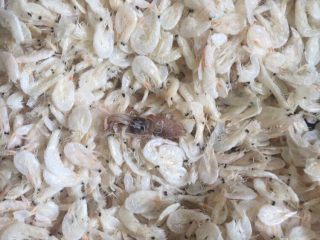 13、番茄丝瓜补钙粥,虾皮清洗一下 小火焙干