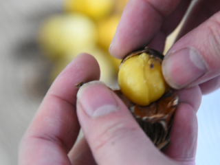 3、手把手教你做肥而不腻的“板栗红烧肉”，看着都流口水！,过凉水降温，剥出果肉备用