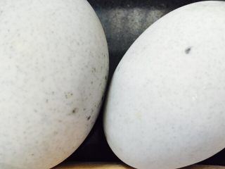 4、皮蛋瘦肉粥,皮蛋洗干净