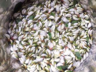 3、槐花饼,加水，浸泡一会，随后漂洗干净。