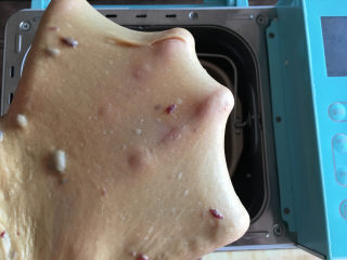 3、红糖蔓越莓吐司,揉面结束后检查面团状态。