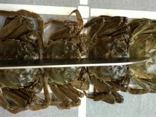 1、香辣蟹,准备大闸蟹清洗干净