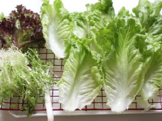 2、凯撒沙拉,生菜用流动的水洗干净，沥干水分，可以用厨房吸干表面水分。