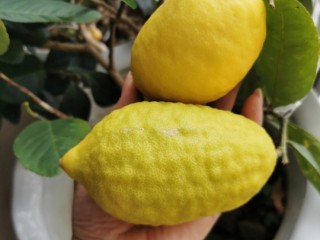 1、柠檬低糖蛋糕卷????,新鲜柠檬一个，用来榨汁