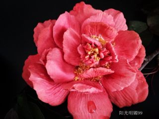 21、国色天香立体饼干,池上芙蕖净少情。