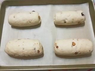 11、老面核桃软欧,卷好后收口处捏紧，然后将捏口处朝下摆入烤盘中，依次做完所有面团后，常温发酵；