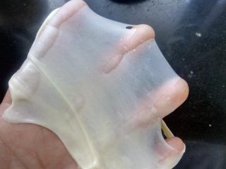 2、奶香蜜豆包,继续揉到扩展阶段，能拉出半透明结实的膜破洞处呈锯齿状。。揉面过程中，需要控制好面团的温度，以不超过28°为宜，以免面团还没打好，就已经开始发