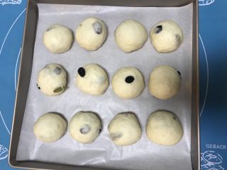 11、葡萄干早餐小面包,把面团放入不粘模具中，继续二次饧发50分钟