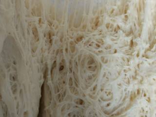 2、热狗面包,冷藏发酵24小时，至最高回落