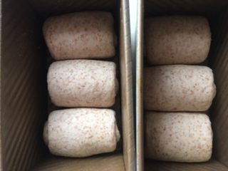 9、超柔软全麦吐司,将卷好的面团排入450g吐司模