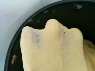 6、金钱小面包,直揉到扩展状态出膜就算完美了。