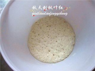 7、法棍面包,将酵头面团拿出来回温1小时;