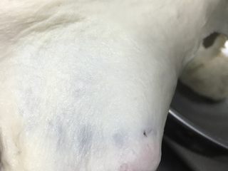 7、豹纹吐司,等出现较粗糙的膜时,放入软化的黄油