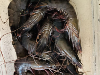 1、鲜虾玉米饼,鲜虾待用