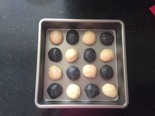 13、黑白小熊挤挤包,将16克的小面团搓圆，表面搓光滑，搓好的面团直接放进不粘烤盘里，有距离的摆好，进行第二次发酵。