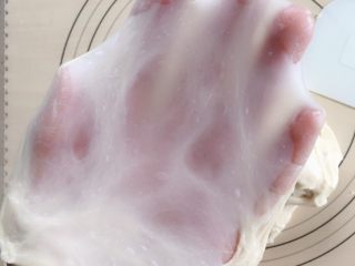8、牛角包,然后切一小块面团慢慢抻开，看到手套膜已经很薄，到了扩展阶段。面团已经揉到位了。