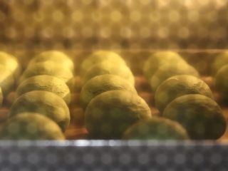 10、抹茶空心麻薯,在10分钟左右已明显膨胀!