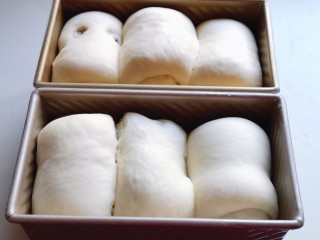 10、波兰种蔓越莓吐司面包,放入烤箱进行发酵，放入一杯开水，保持面包胚的湿度，发酵至9分满。