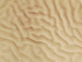 5、虎皮蛋糕卷,观察蛋黄糊，出现皱巴巴的纹路，并且上色后即可关闭电源。取出放凉。把虎皮倒扣在油纸上，再轻轻撕去油纸