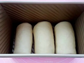 10、牛奶吐司,将面团全部擀开卷起，排放土司盒内