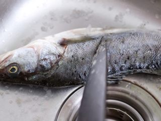 2、鲜美无比的粤式清蒸鲈鱼,把鲈鱼放到水池里后，用刀去鳞，如果鱼鳞不除会影响口感。