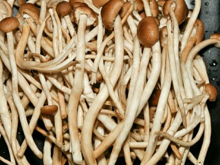 2、干锅茶树菇,新鲜茶树菇洗净。