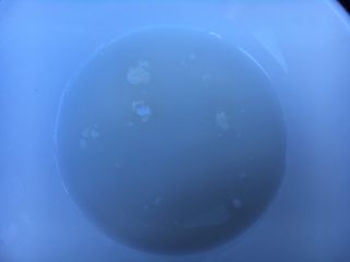 7、蚝油杏鲍菇,水和淀粉也调匀备用