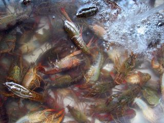 1、香辣小龙虾,小龙虾先用清水泡一泡淘洗刷干净